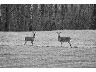 Property photo 15 - 23 Acre Mini FarmOffered in 3 Tractsor CombinationsFarm AuctionPersonal Property & Real Estate